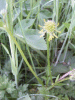 Possible Lesser Spearwort (Ranunculus flammula) losing its petals