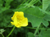 Possible Lesser Spearwort (Ranunculus flammula)