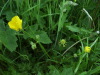 Possible Lesser Spearwort (Ranunculus flammula)