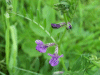 Common Vetch (Vicia sativa)