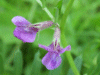 Common Vetch (Vicia sativa)