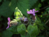 Red Campion (Silene dioica)
