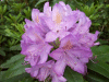 Wild Rhododendrums (Rhododendron ponticum)