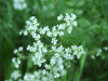 Cow Parsley (Anthriscus sylvestris)