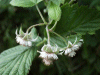 Bramble/Blackberry flower (Rubus fruticosus agg)