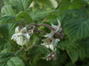 Bramble/Blackberry flower (Rubus fruticosus agg)