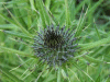 Budding thistle