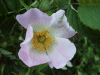 Possible Field Rose (Rosa arvensis)