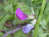 Bush Vetch (Vicia speium)