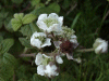 Bramble/Blackberry flower (Rubus fruticosus agg)