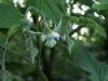 Bramble/Blackberry flower (Rubus fruticosus agg)