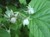 Bramble/Blackberry flower (Rubus fruticosus agg)