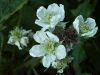 Bramble/Blackberry flower (Rubus fruticosus agg)