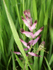 Common Fumitory (Fumaria officinalis)