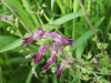Common Fumitory (Fumaria officinalis)