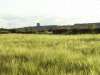 View from ripening fields towards Runcorn Water Tower