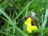Common Bird's-foot trefoil (Lotus corniculatus)