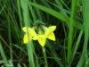 Common Bird's-foot trefoil (Lotus corniculatus)