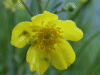 Lesser Spearwort (Ranunculus lingua)