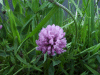 Red Clover (trefolium repens)