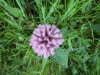 Red Clover (trefolium repens)