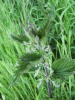 Nettle (Urtica dioica)