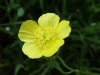 Buttercup (Ranunculus bulbosus)