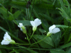 Cuckoo Flowers (Cardamine pratensis agg)