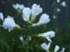 Cuckoo Flowers (Cardamine pratensis agg)