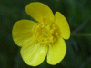 Buttercup (Ranunculus bulbosus)