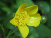 Buttercup (Ranunculus bulbosus)