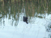 Moorhen