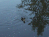Lone duckling