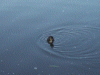 Lone duckling