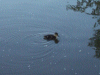Lone duckling