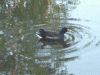 Moorhen