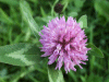 Red Clover (trefolium repens)