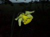Wild Daffodil (Narcissus pseudonarcissus) using camera flash