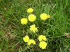 Meadows yellow with Dandelions (Taraxacum officinale)