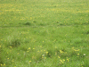 Meadows yellow with Dandelions