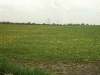 Meadows yellow with Dandelions