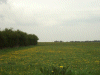 Meadows yellow with Dandelions