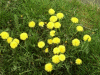 Dandelions (Taraxacum officinale)