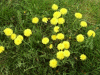 Dandelions (Taraxacum officinale)