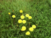 Dandelions (Taraxacum officinale)