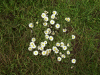 Scentless Mayweed (Matricaria perforata) or Daisies (Bellis perennis)