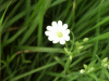 Stitchwort (Stellaria holostea)