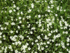 Stitchwort (Stellaria holostea)