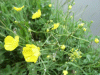 Meadow Buttercup (Ranunculus acris)