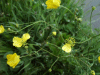 Meadow Buttercup (Ranunculus acris)